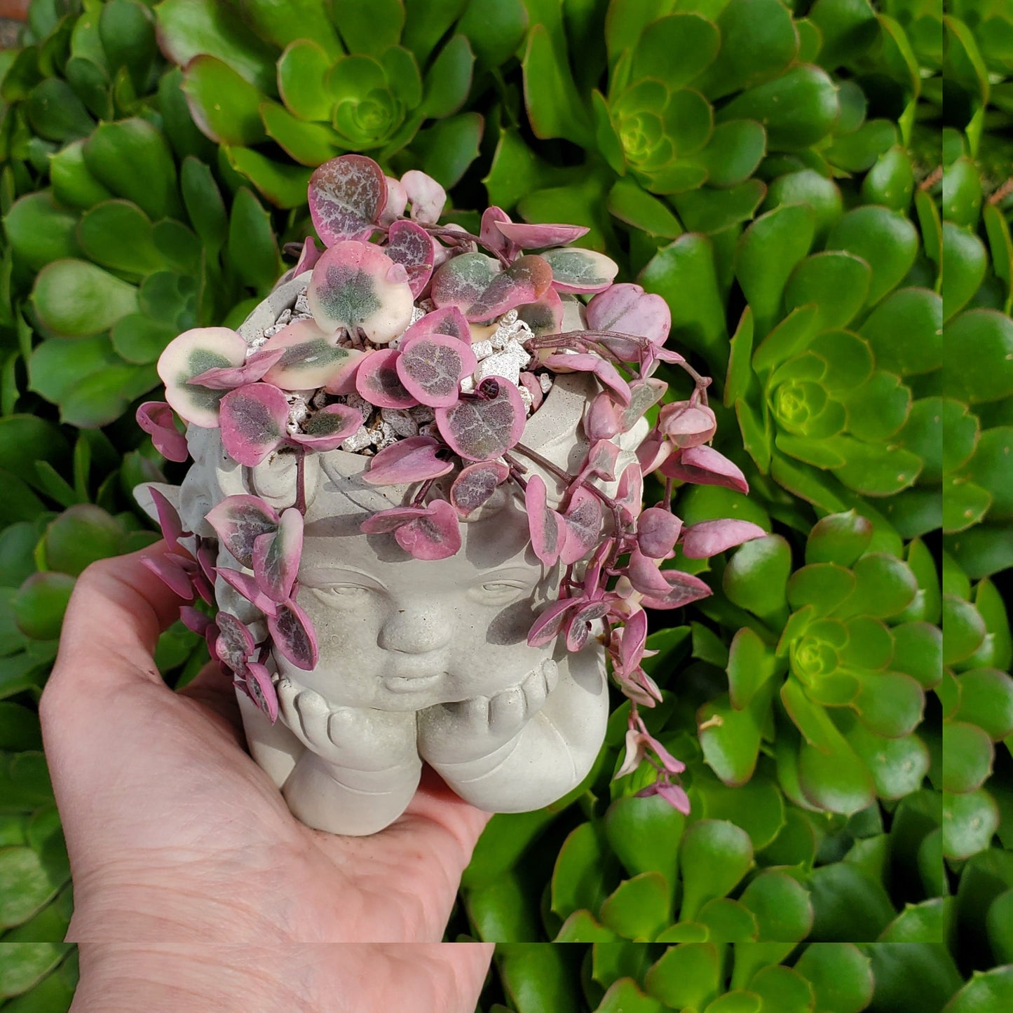 'Variegated String of Hearts' Angel Arrangement