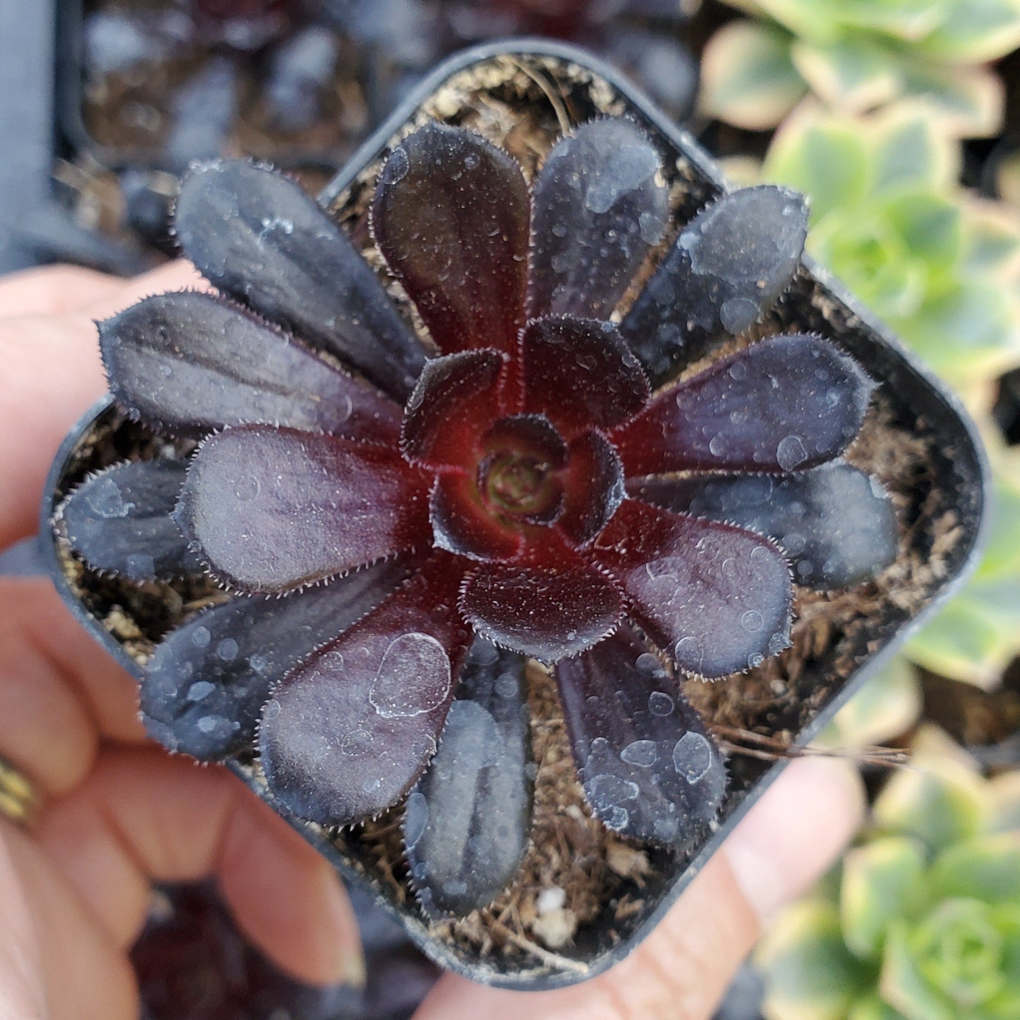 blue african aeonium succulent Aeonium arboreum 'Zwartkop'