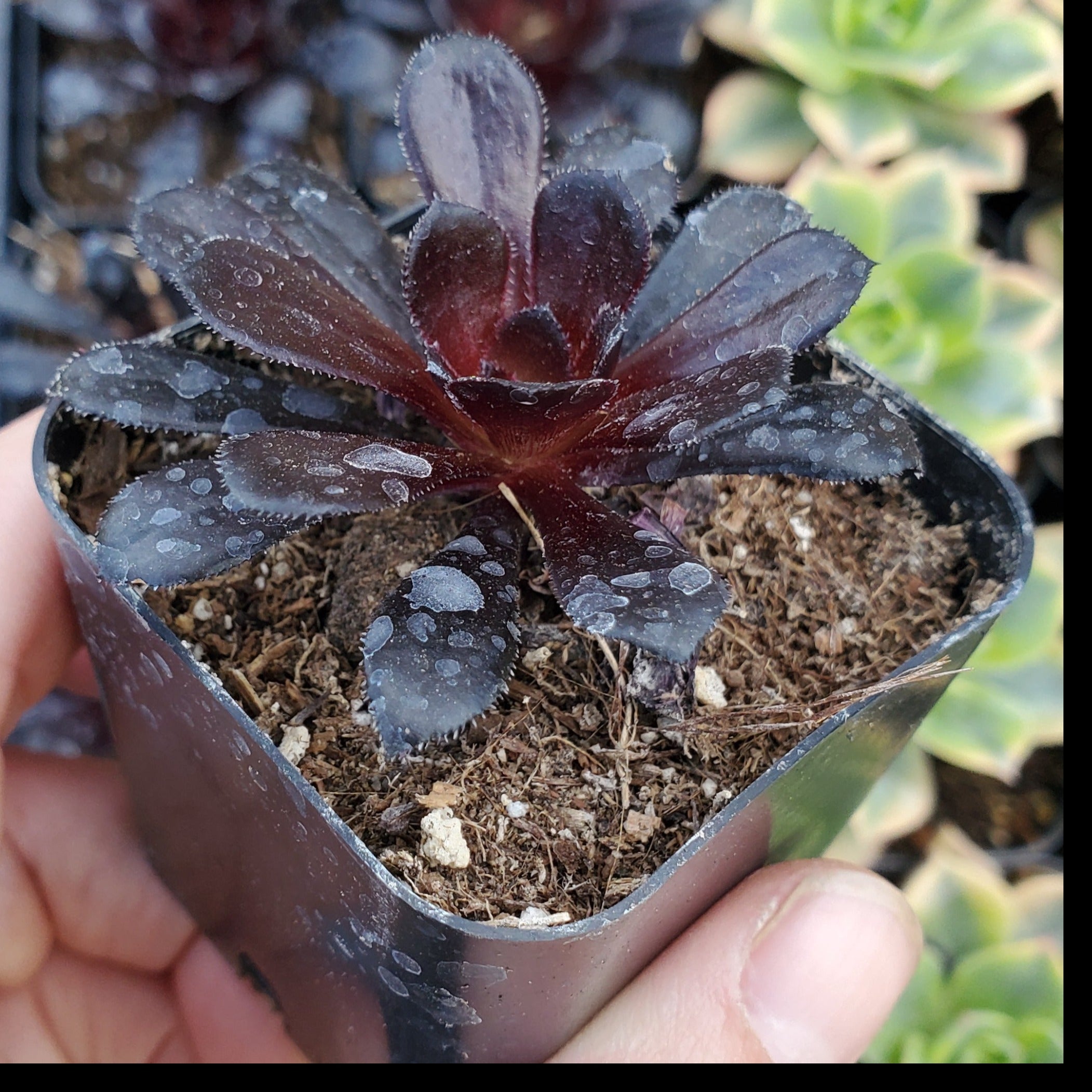 zwartkop succulent Aeonium arboreum 'Zwartkop'
