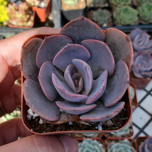 Echeveria 'Dusty Rose'