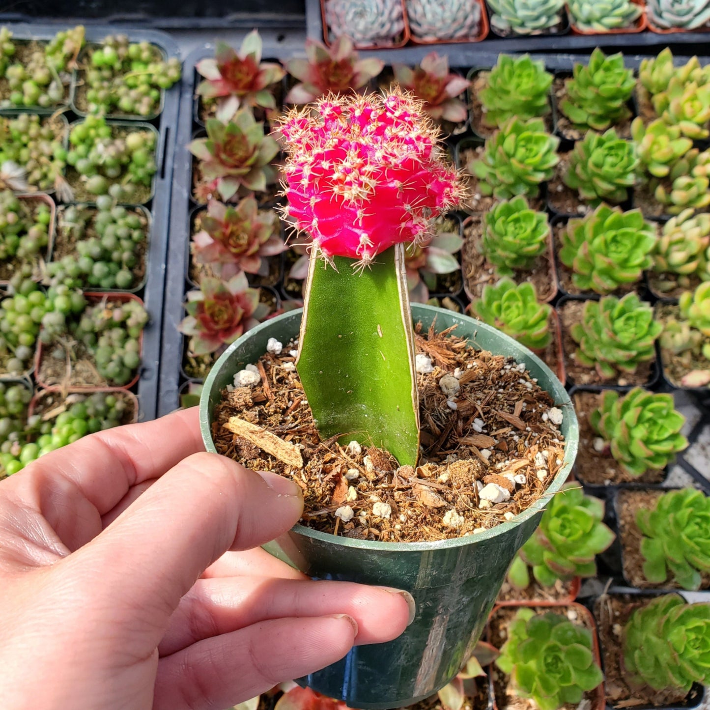 Grafted Gymnocalycium mihanovichii 'Moon Cactus'