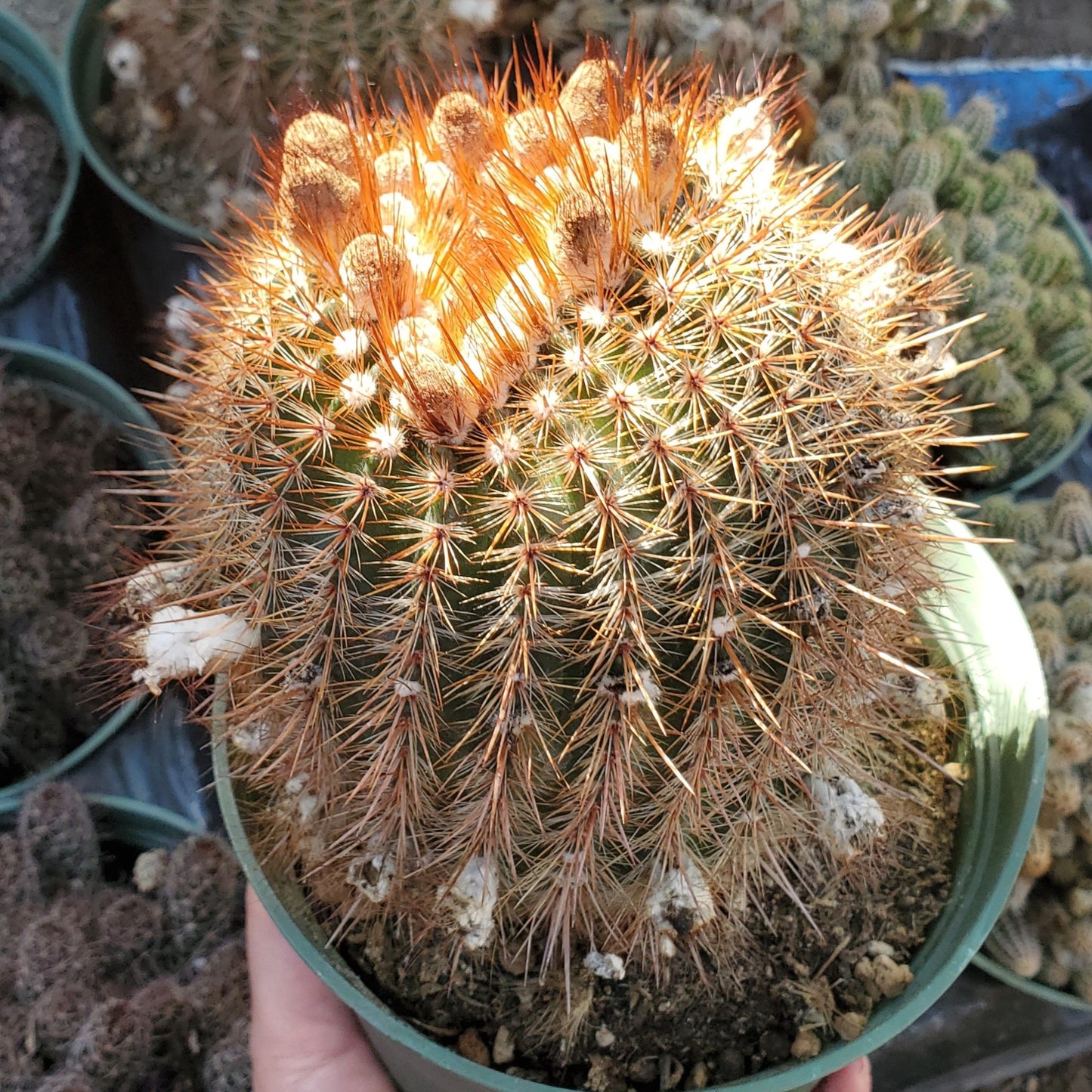 Mammillaria spinosissima 'Red-Headed Irishman'