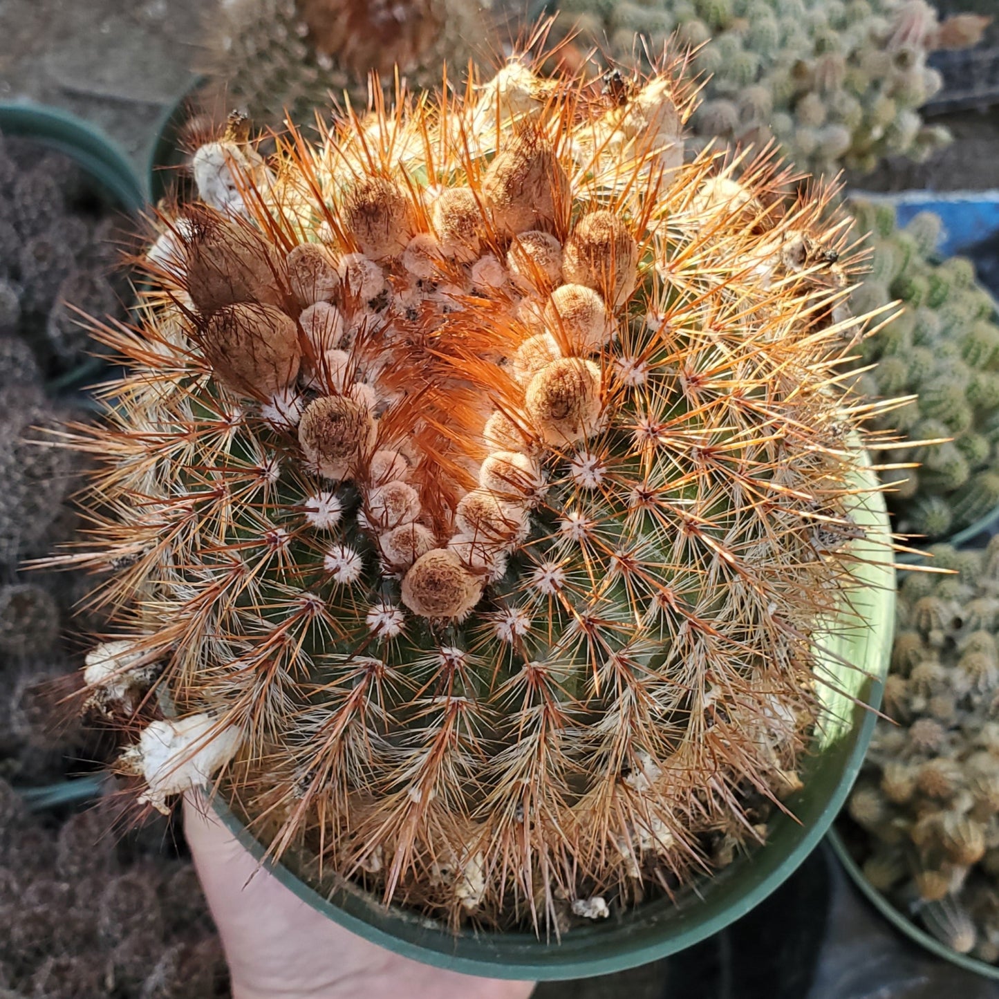 Mammillaria spinosissima 'Red-Headed Irishman'