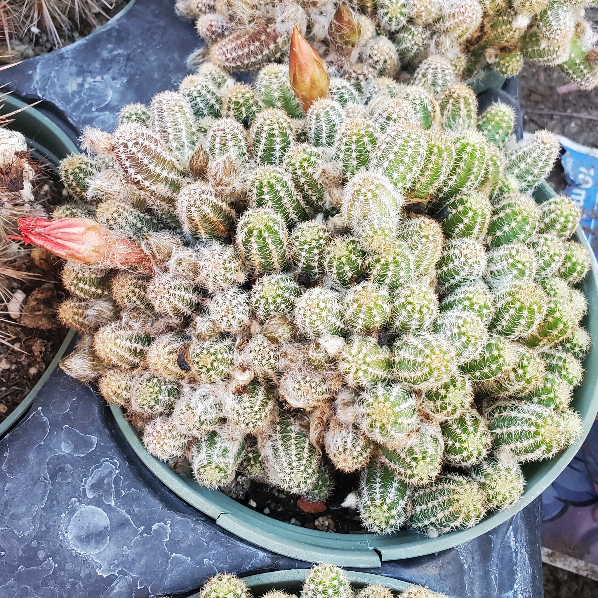 peanut succulent Echinopsis chamaecereus 'Peanut Cactus