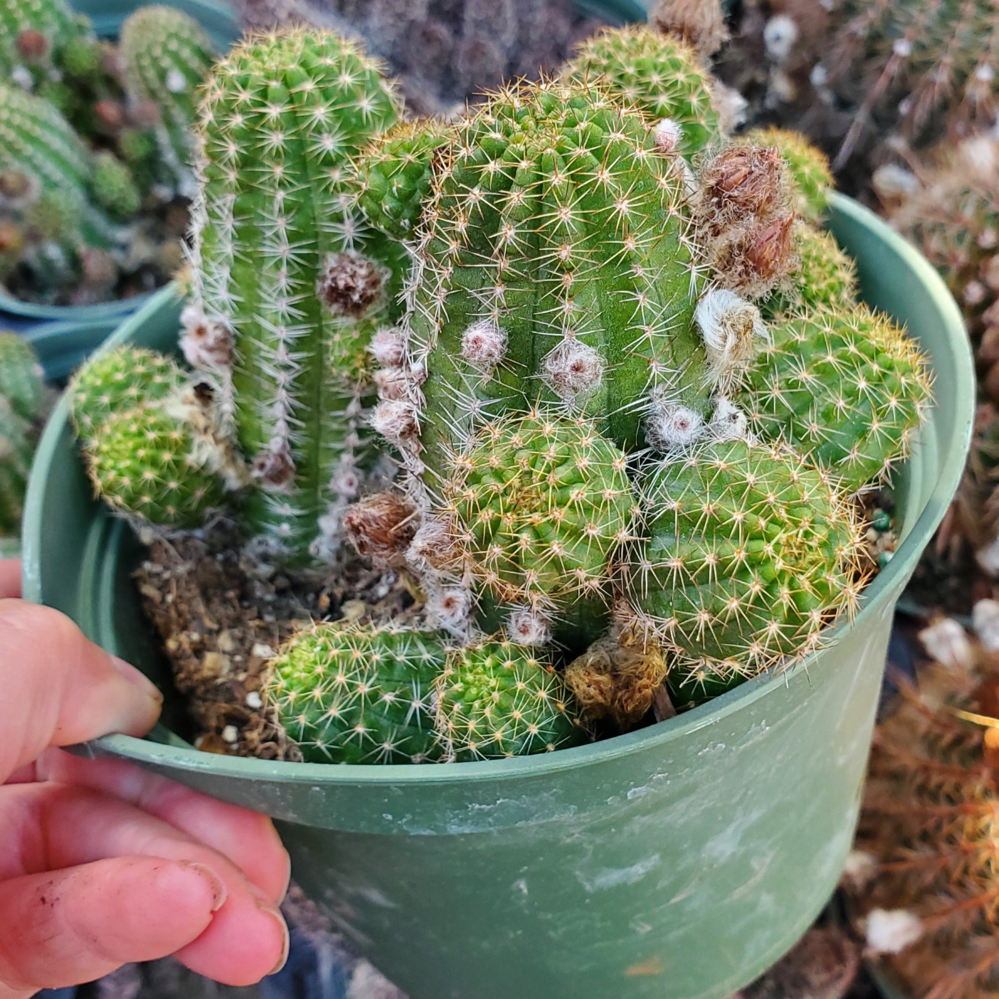 san pedro torch cactus for sale Echinopsis huascha 'Red Torch Cactus'