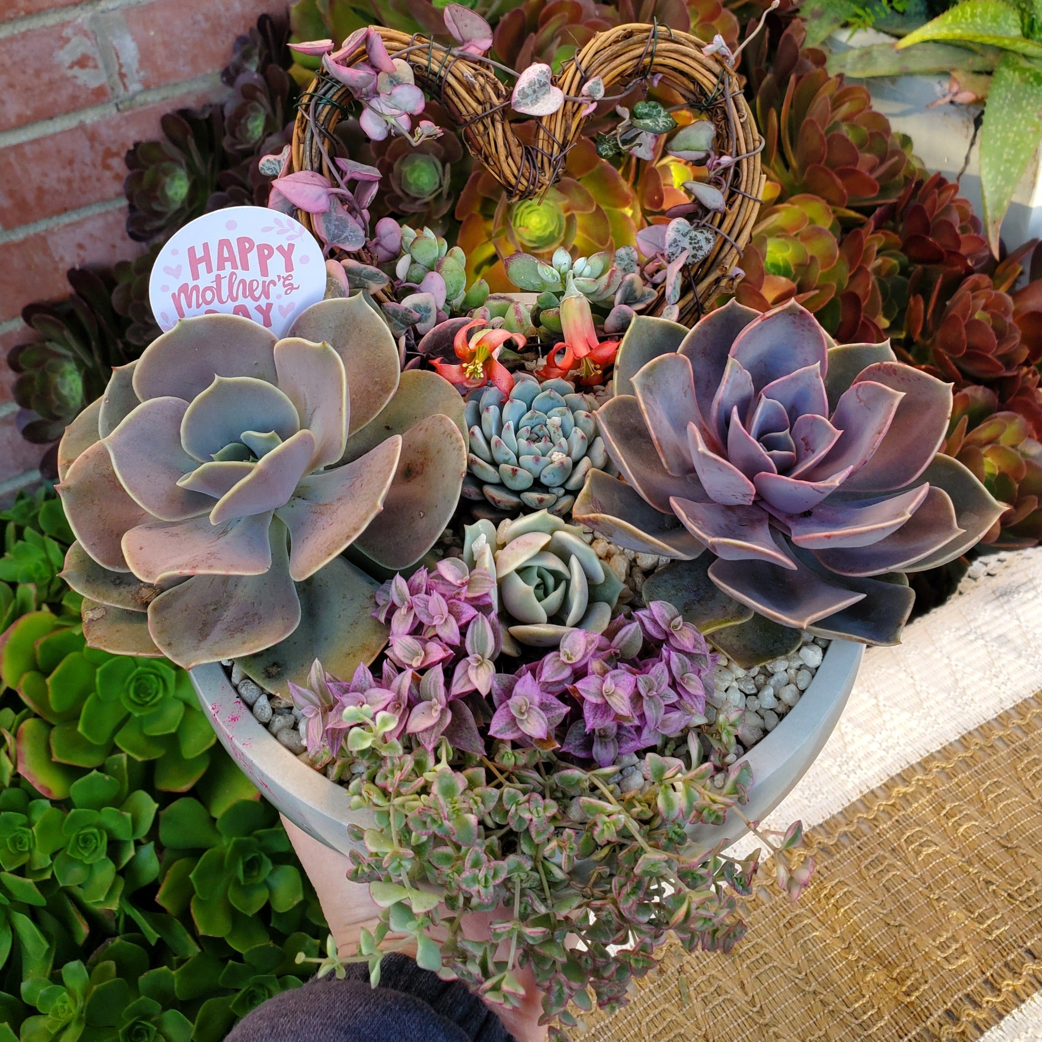 succulent flower shape Large Circle Variegated String of Hearts Trellis Succulent Arrangement