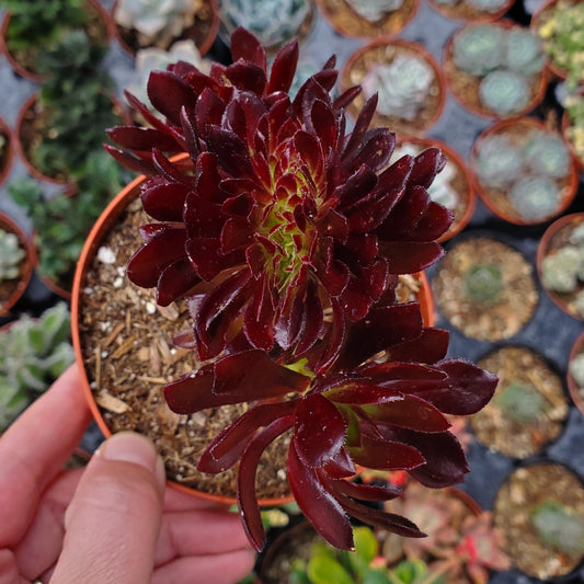 Aeonium Crest