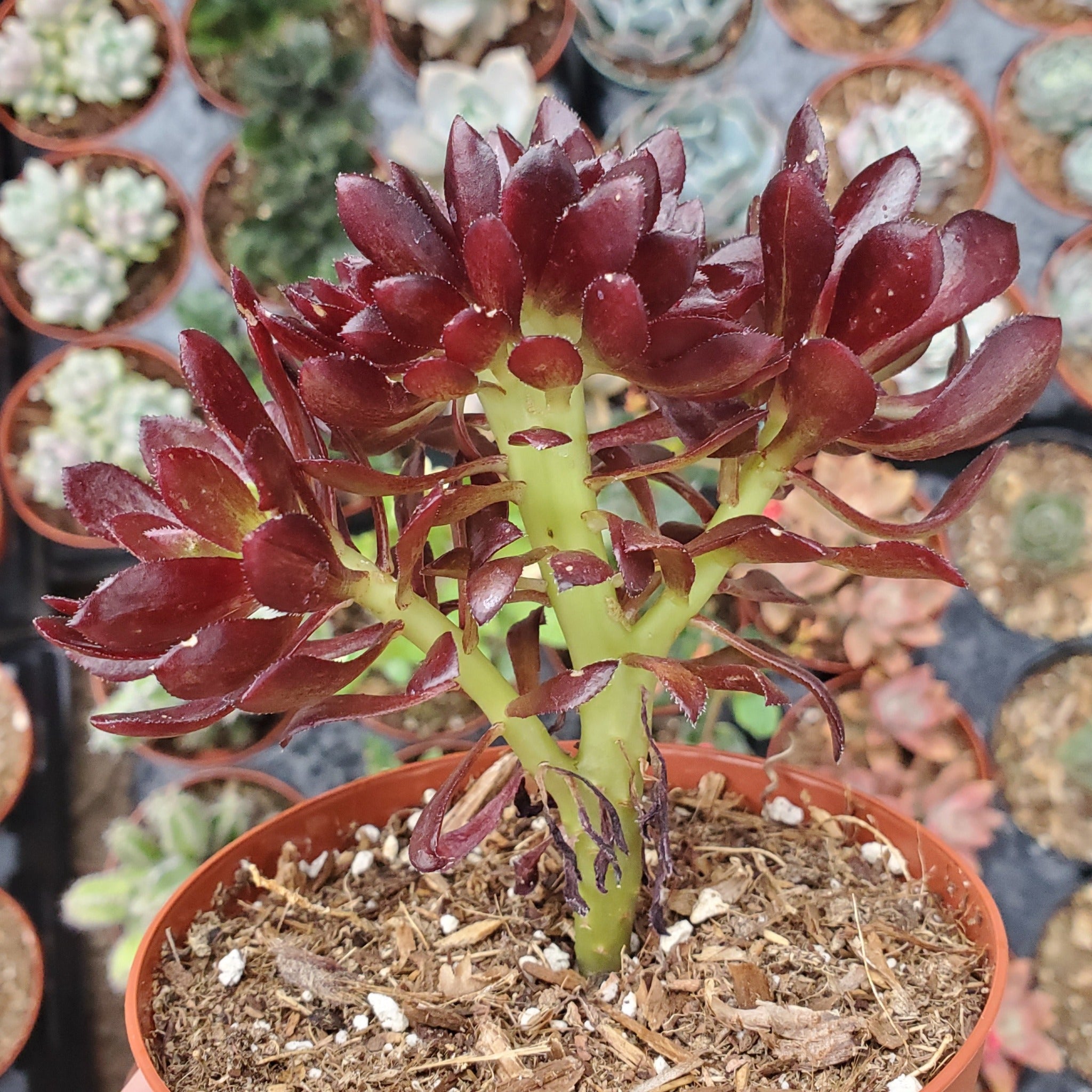 crest succulent Aeonium Crest