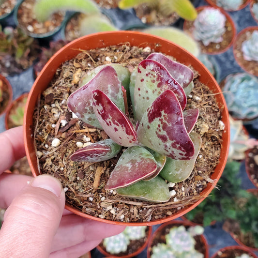 Adromischus triflorus 'Calico Hearts'