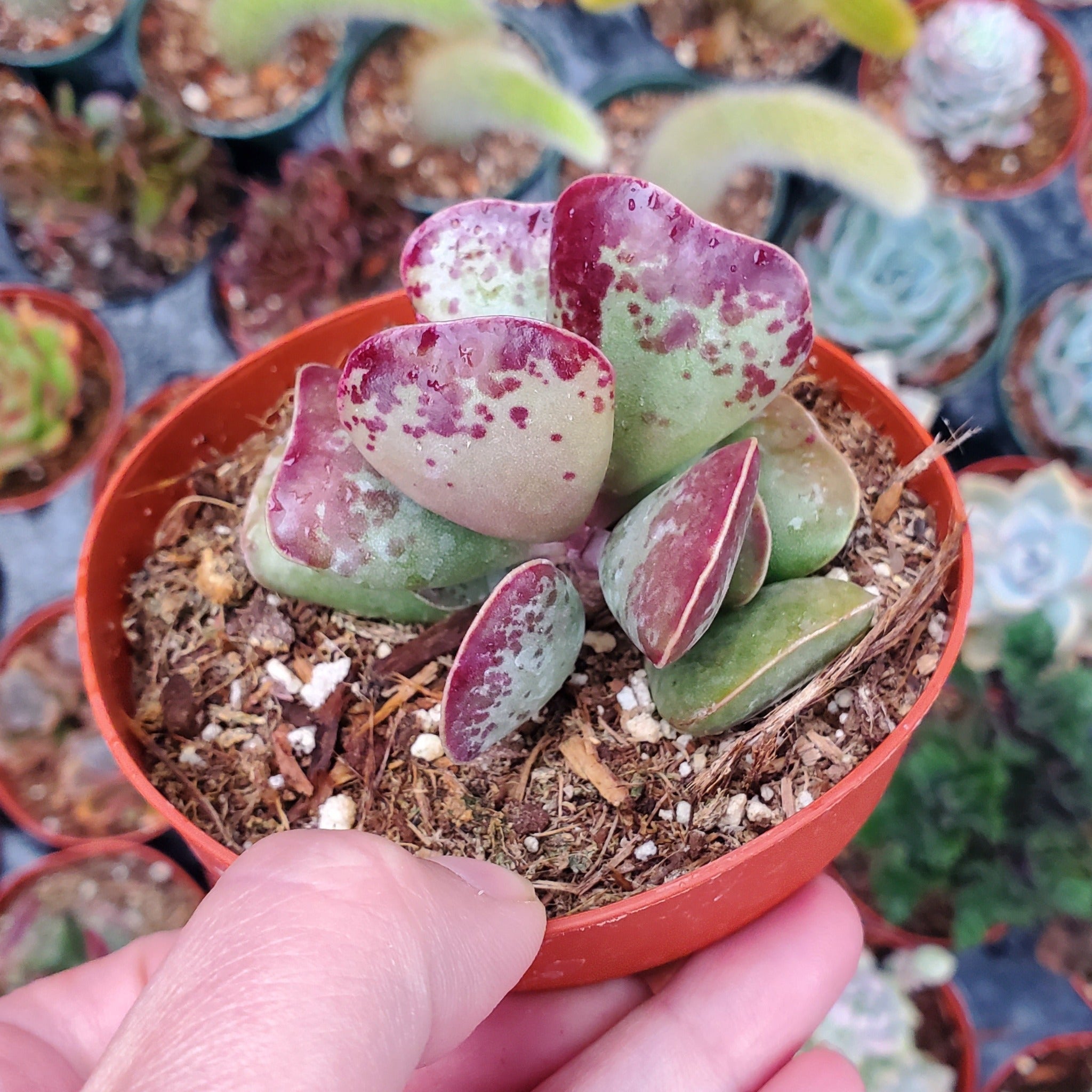calico heart succulent Adromischus triflorus 'Calico Hearts'