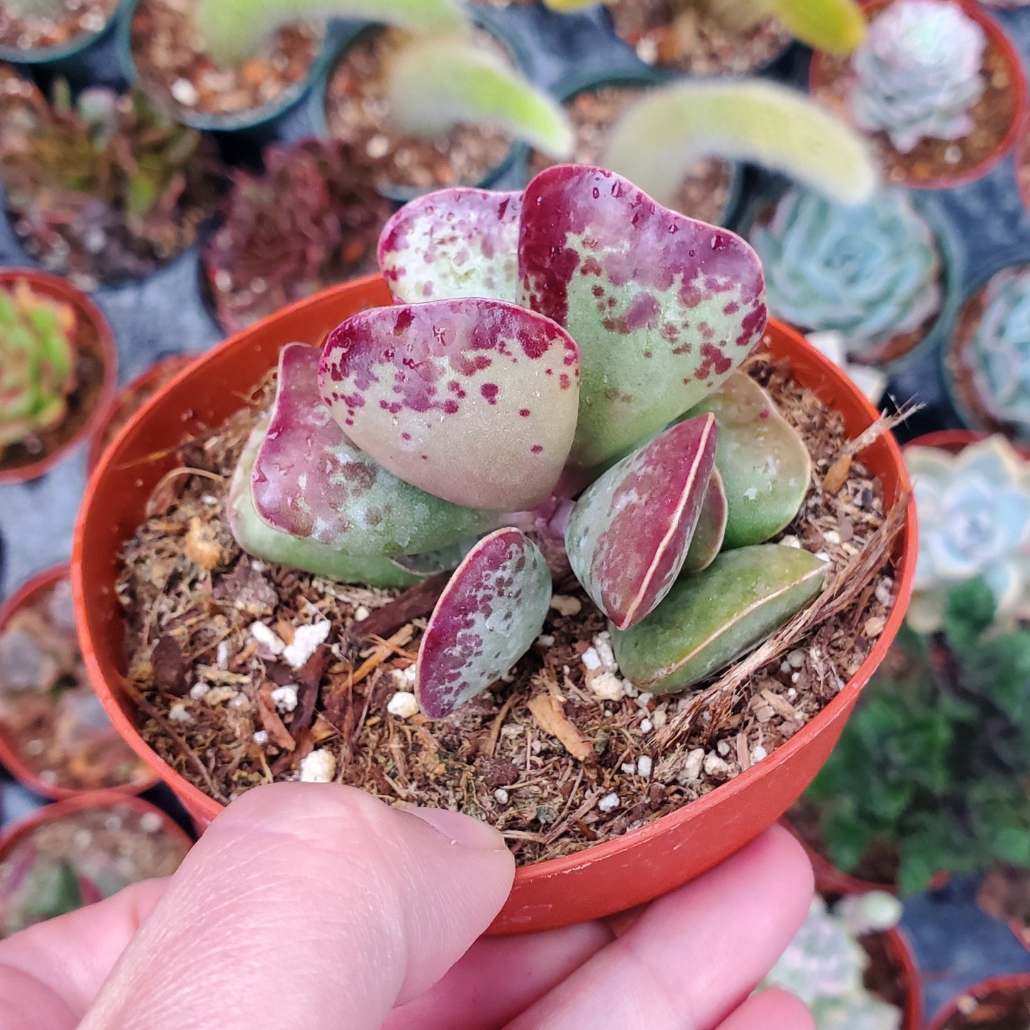 Adromischus triflorus 'Calico Hearts'