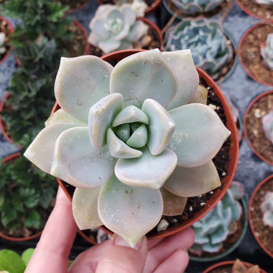 Graptopetalum paraguayense 'Ghost Plant'