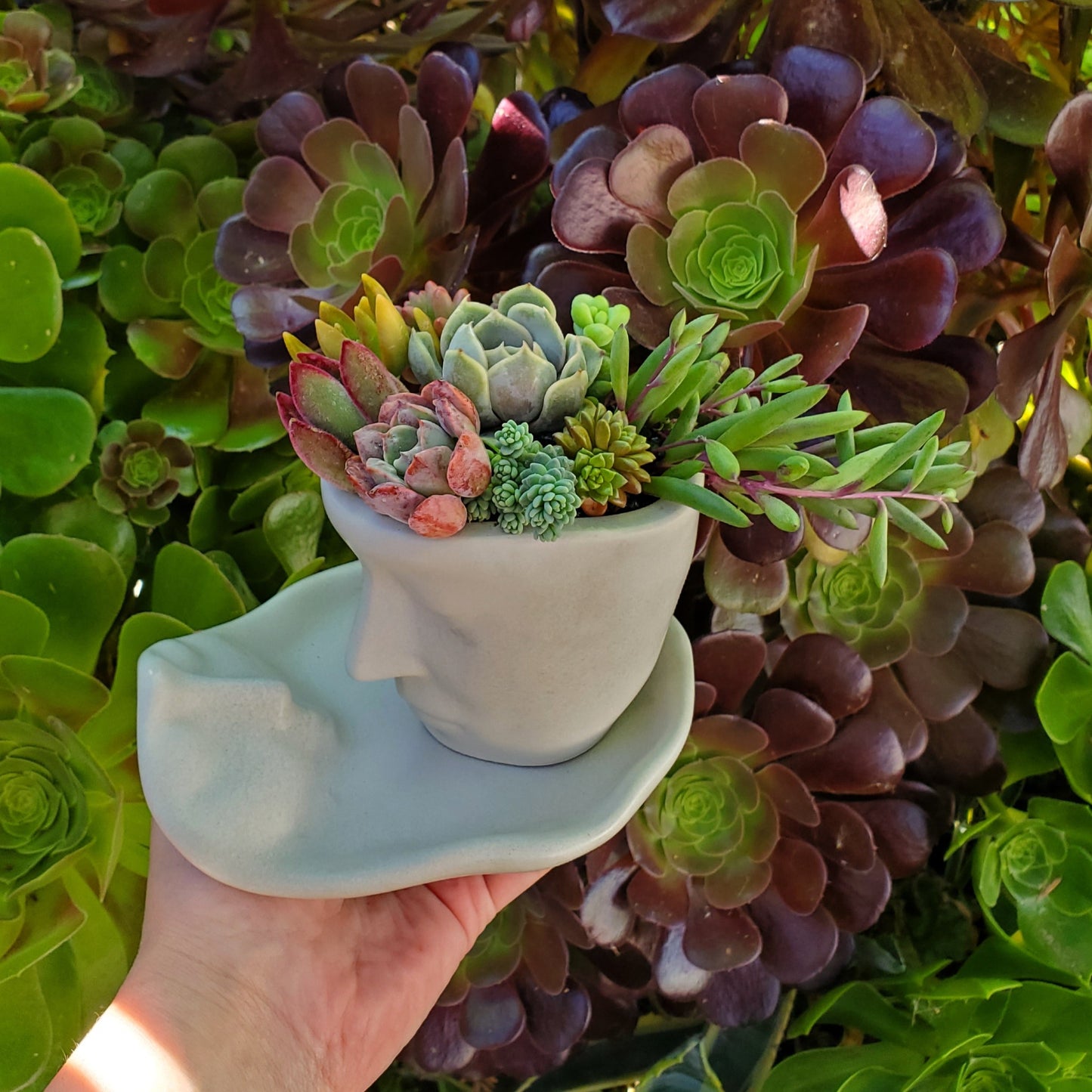 Succulent Face Teacup and Saucer Arrangement