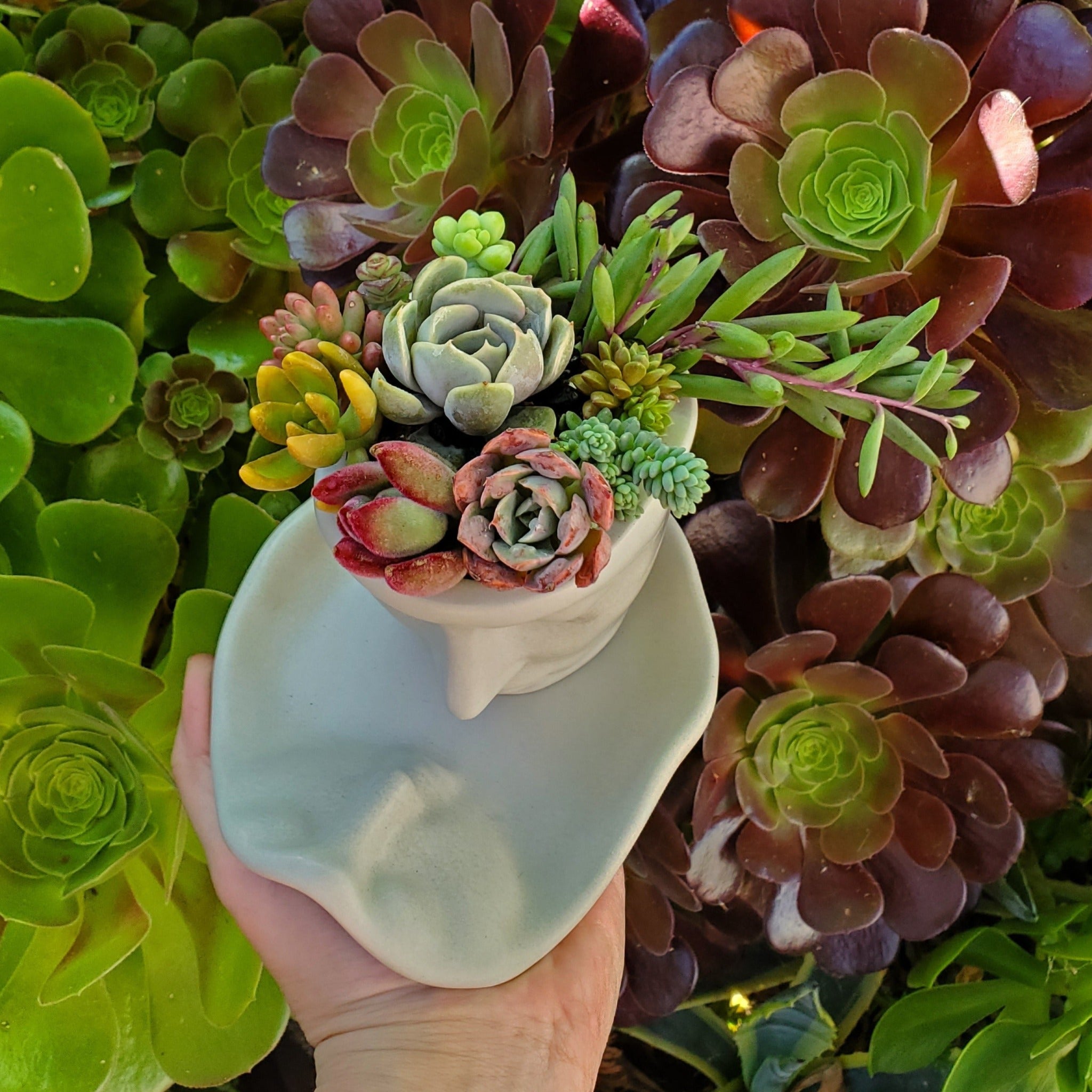 teacup succulents and more Succulent Face Teacup Arrangement