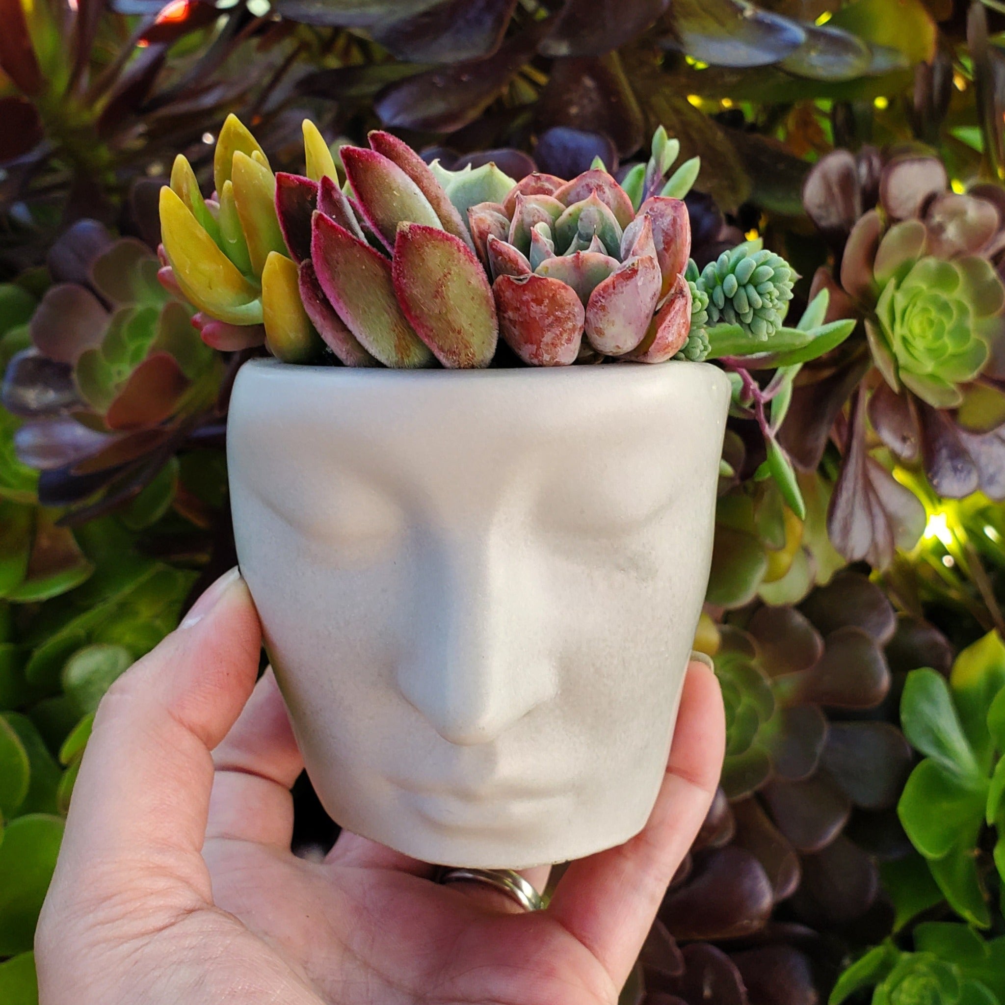 succulent planter with saucer Succulent Face Teacup Arrangement