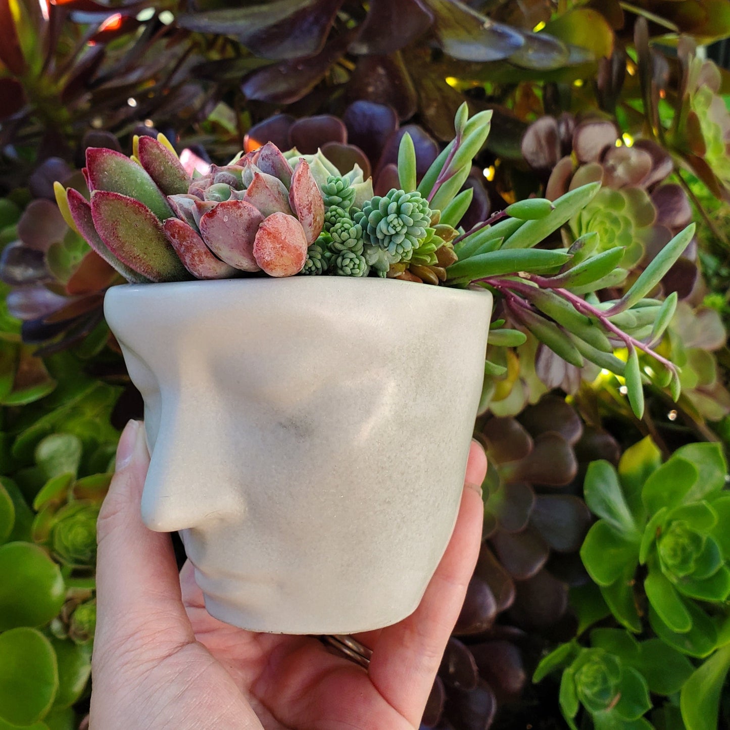 Succulent Face Teacup and Saucer Arrangement