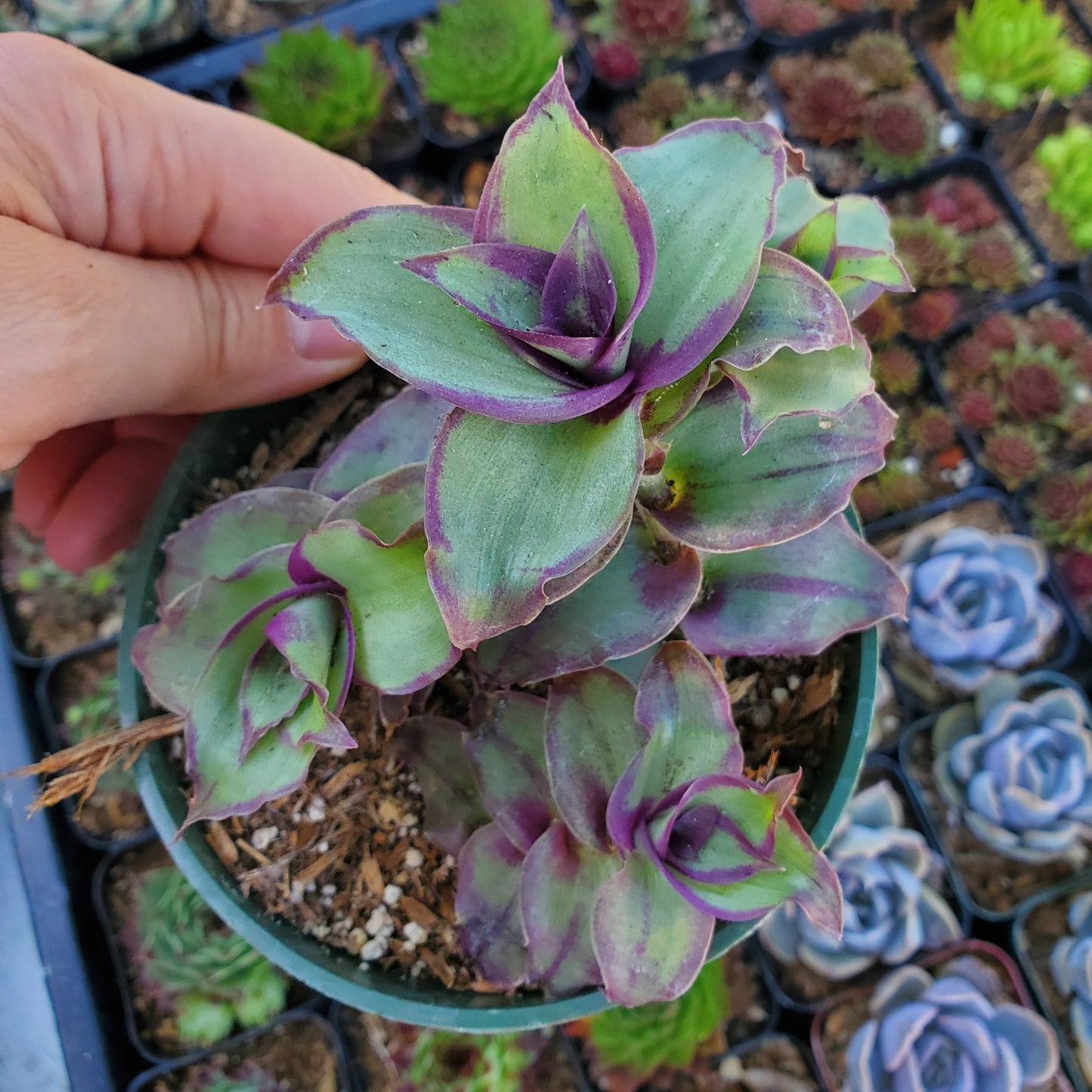 Callisia soconuscensis 'Dragon Tail'