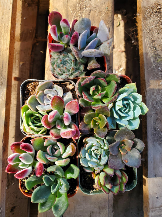 Echeveria, Crassula and Sedum Mix (15 Rooted Cuttings)