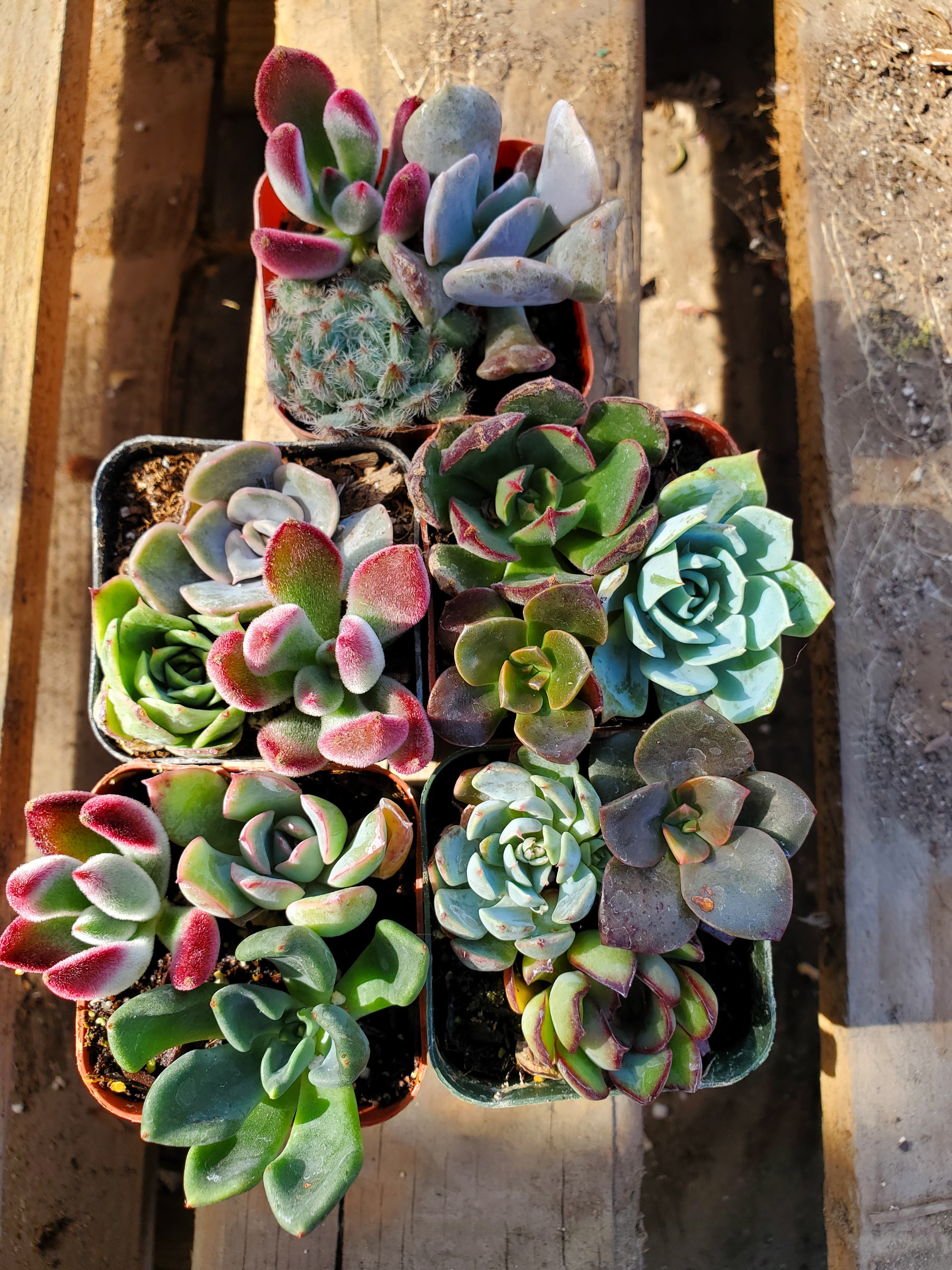 sedums and succulents Echeveria, Crassula and Sedum Mix (15 Rooted Cuttings)