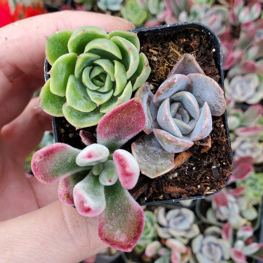 Echeveria Mix (Purple, Red & Green)