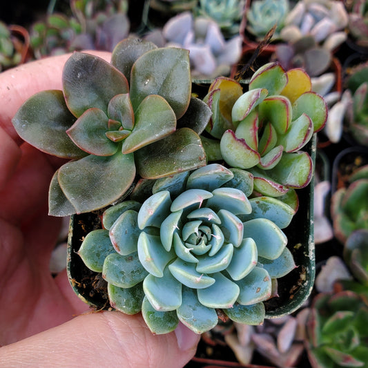 Echeveria Mix (Blue, Red & Green)