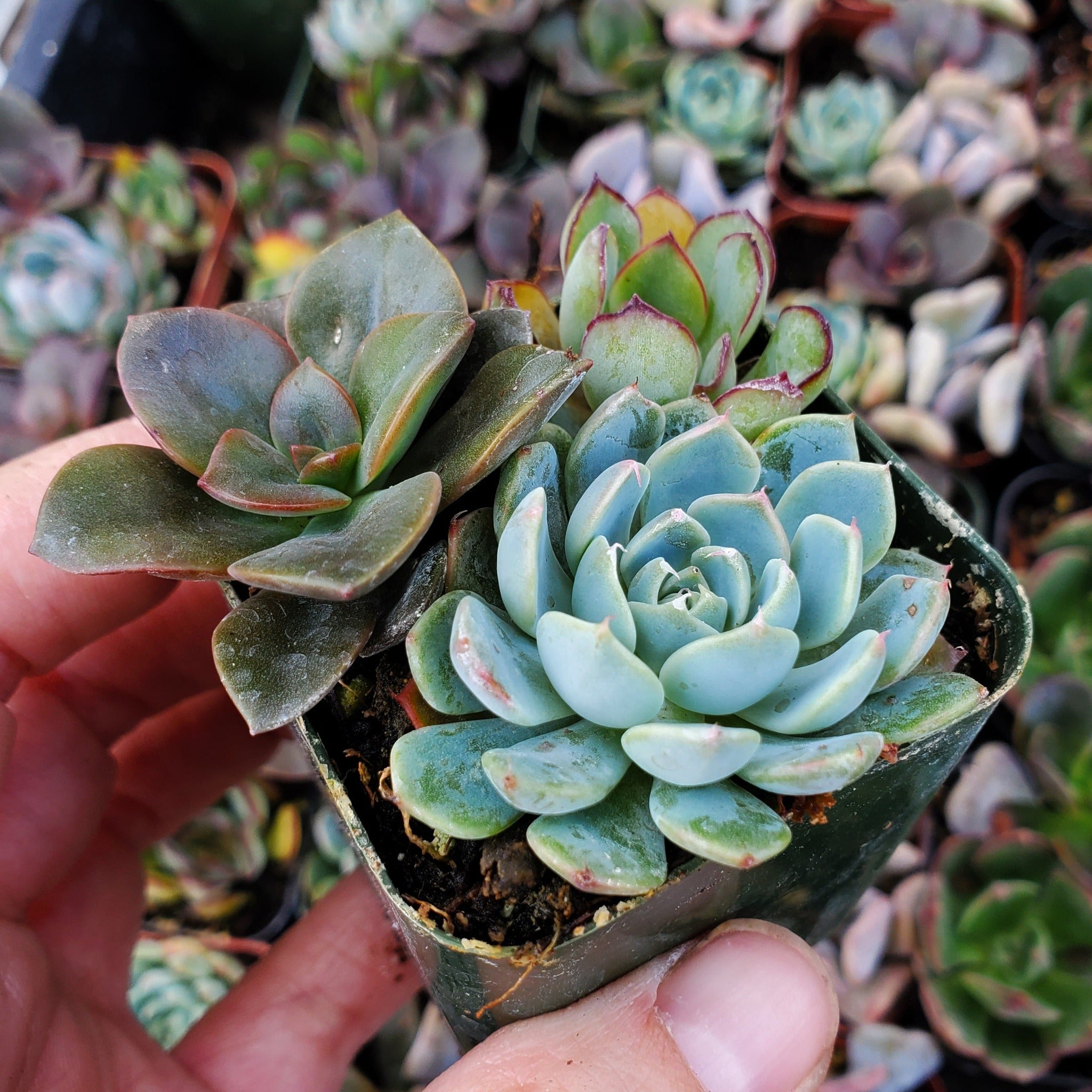 blue red succulents Echeveria Mix (Blue, Red & Green)