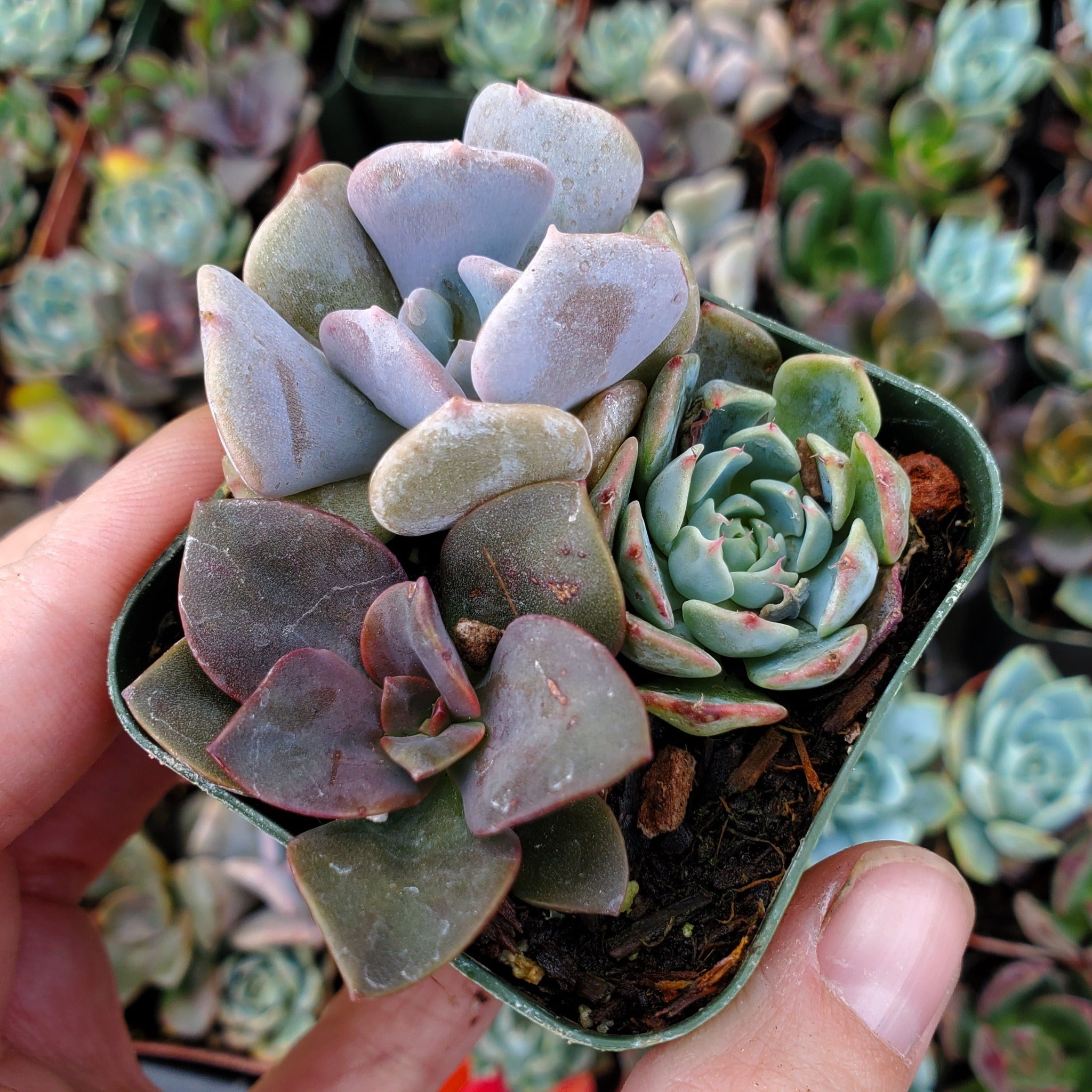 blue purple succulent Echeveria Mix (Blue, Red & Purple)