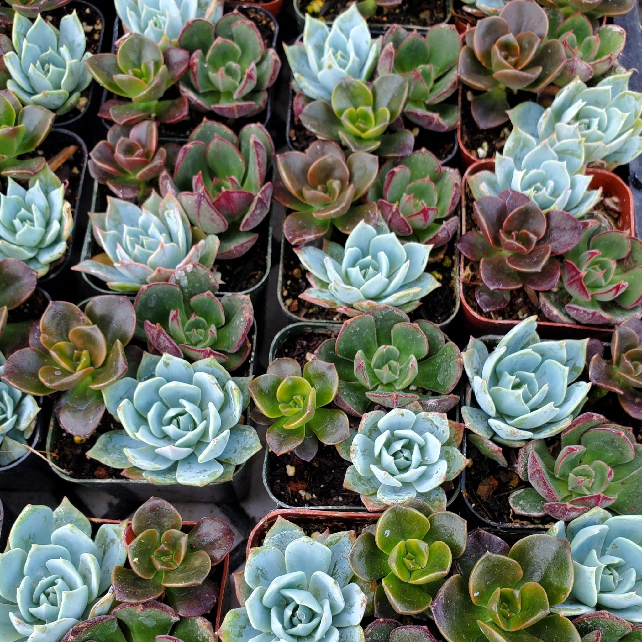 colorful succulents home depot Echeveria Mix (Blue, Red & Green)