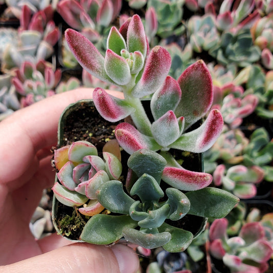 Echeveria Mix (Blue, Red & Green)