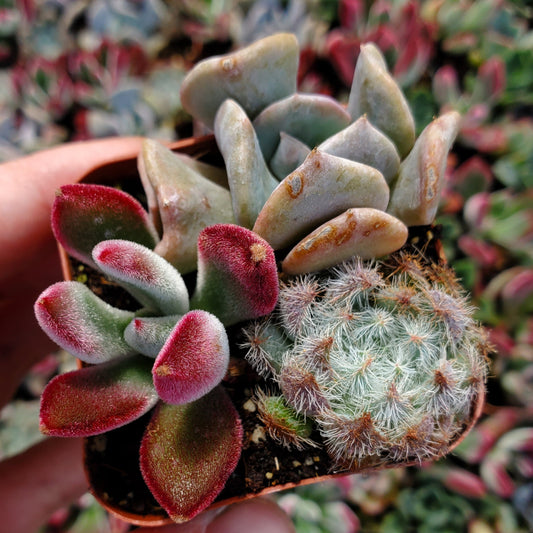 Echeveria Mix (Blue, Red & Purple)