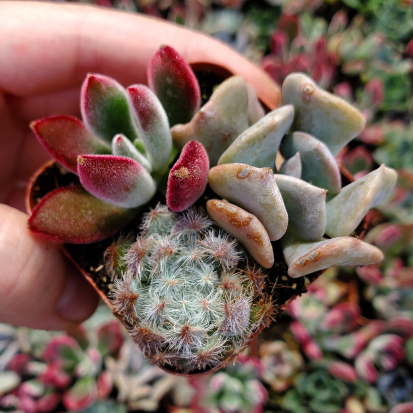 Echeveria Mix (Blue, Red & Purple)