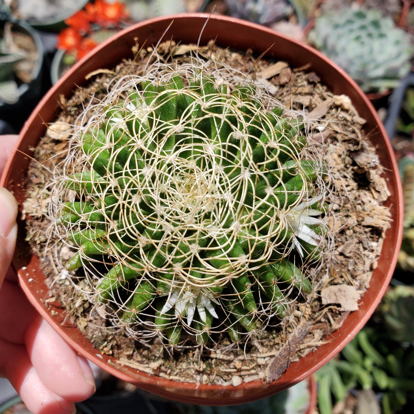 Mammillaria decipiens ssp. camptotricha 'Bird's Nest Cactus'