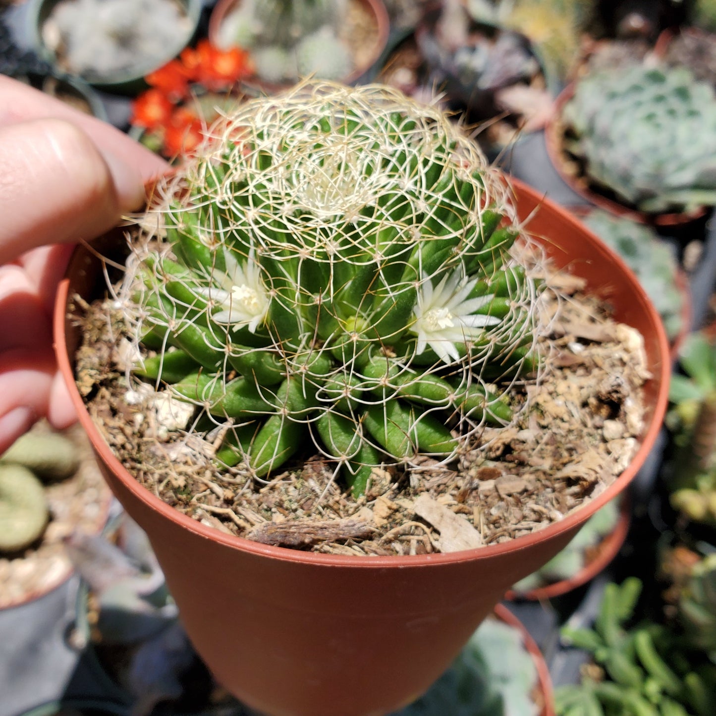 Mammillaria decipiens ssp. camptotricha 'Bird's Nest Cactus'