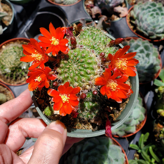 Rebutia fiebrigii var. donaldiana 'Donald's Red Crown Cactus'