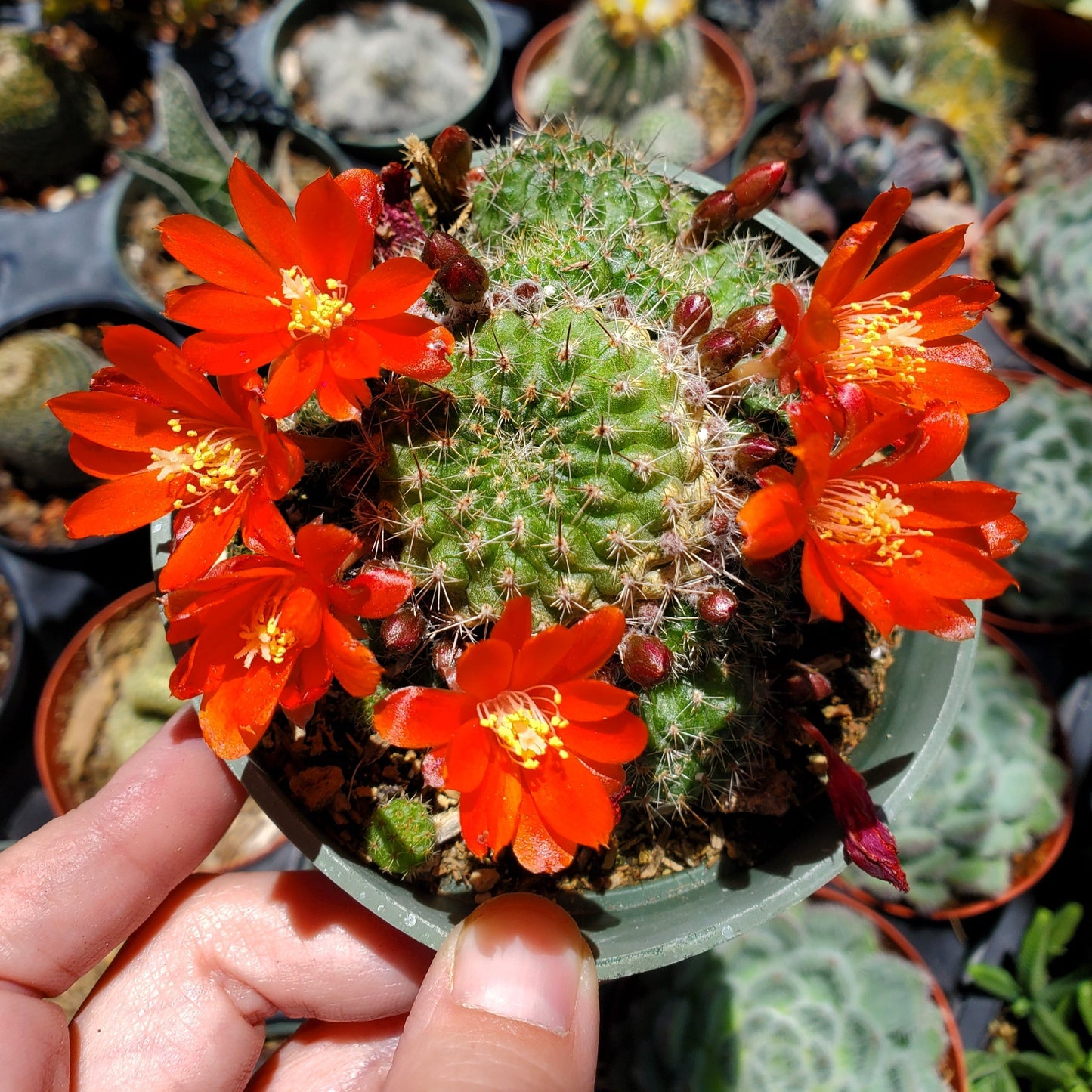 Rebutia fiebrigii var. donaldiana 'Donald's Red Crown Cactus'