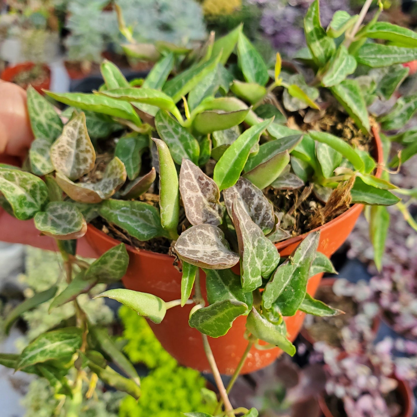 Ceropegia woodii 'String of Spades' or 'String of Arrows'