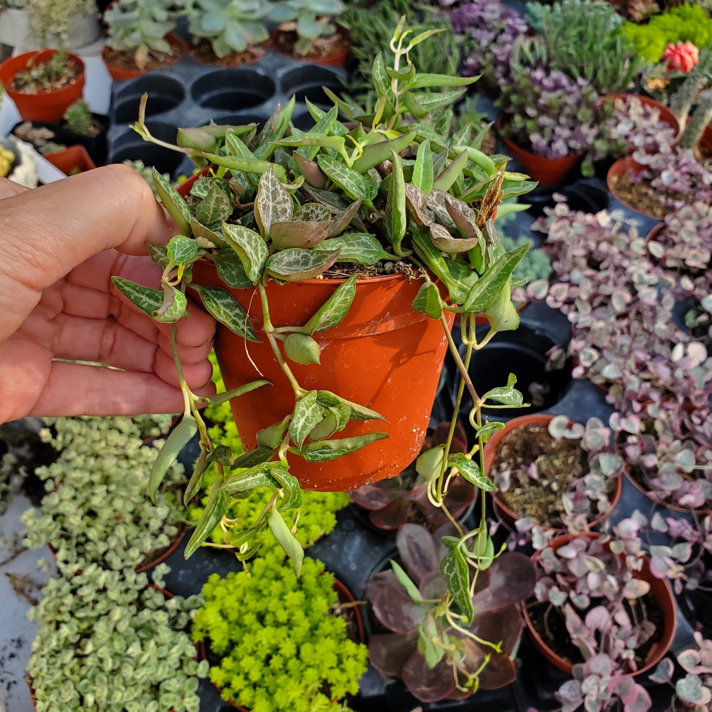 Ceropegia woodii 'String of Spades' or 'String of Arrows'