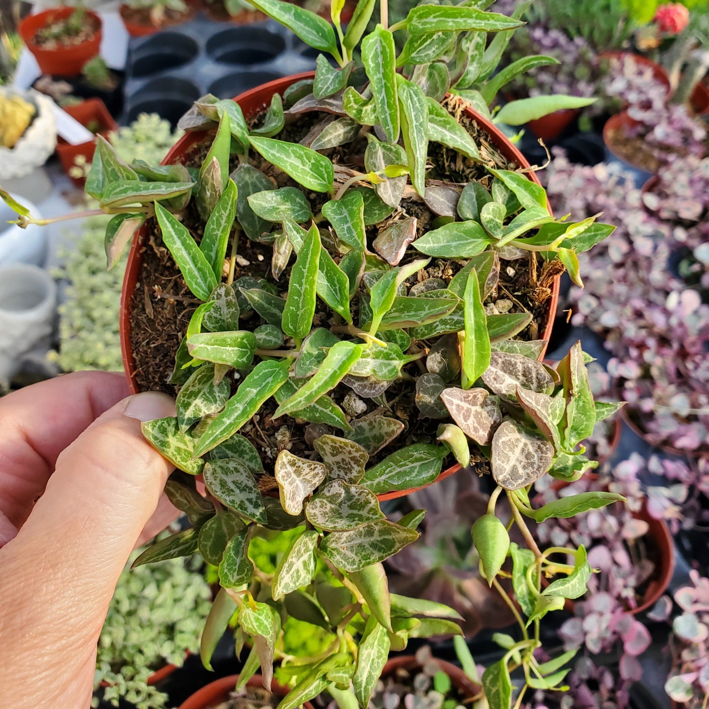 Ceropegia woodii 'String of Spades' or 'String of Arrows'