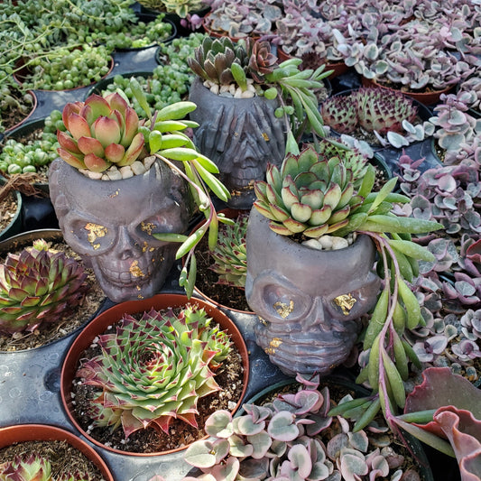 Cement Skull Planter Trio Succulent Arrangements