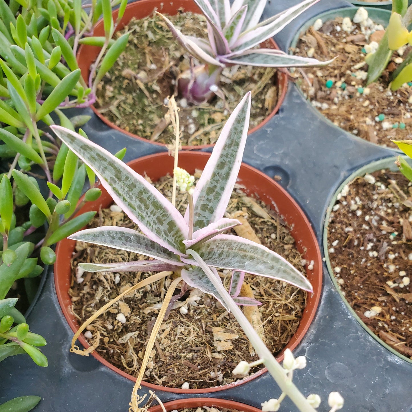 Variegated Ledebouria socialis 'Silver Squill'