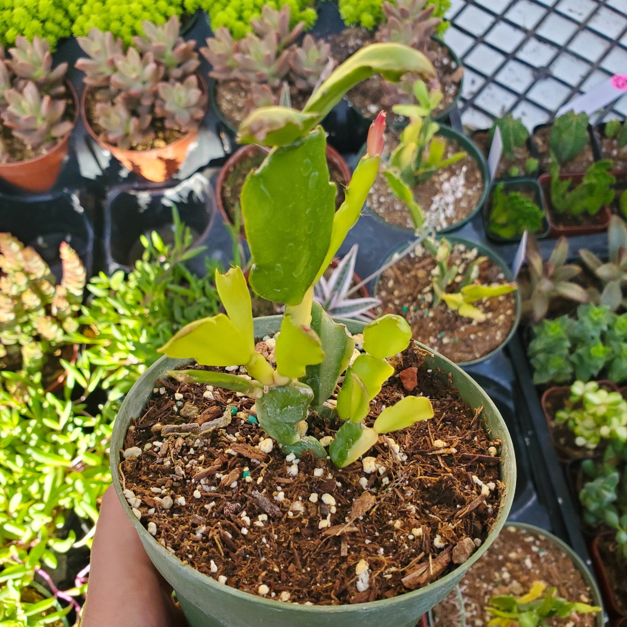 soil for christmas cactus indoors Variegated Schlumbergera 'Variegated Christmas Cactus'