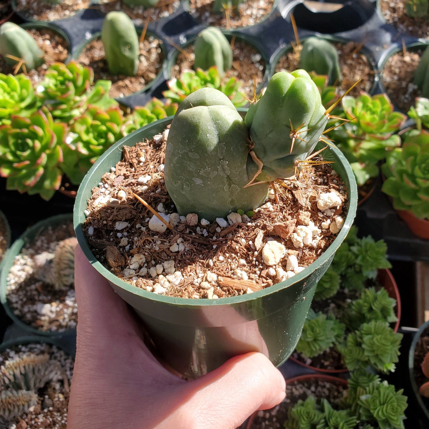 Trichocereus bridgesii monstrose 'Penis Cactus'