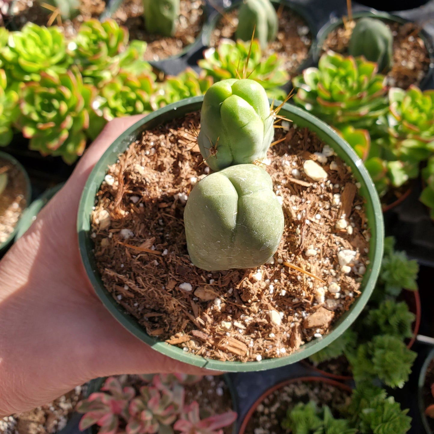 Trichocereus bridgesii monstrose 'Penis Cactus'