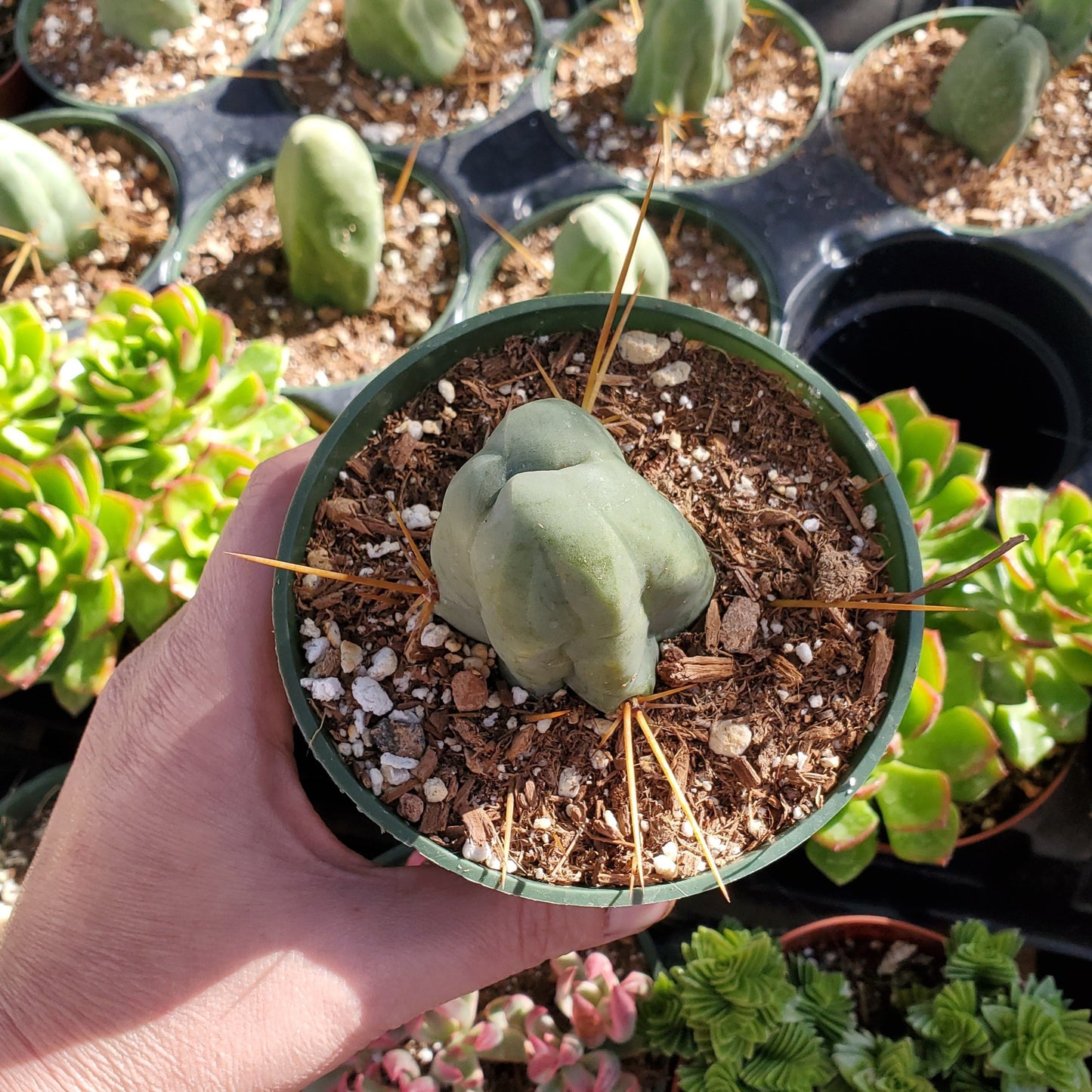 Trichocereus bridgesii monstrose 'Penis Cactus'