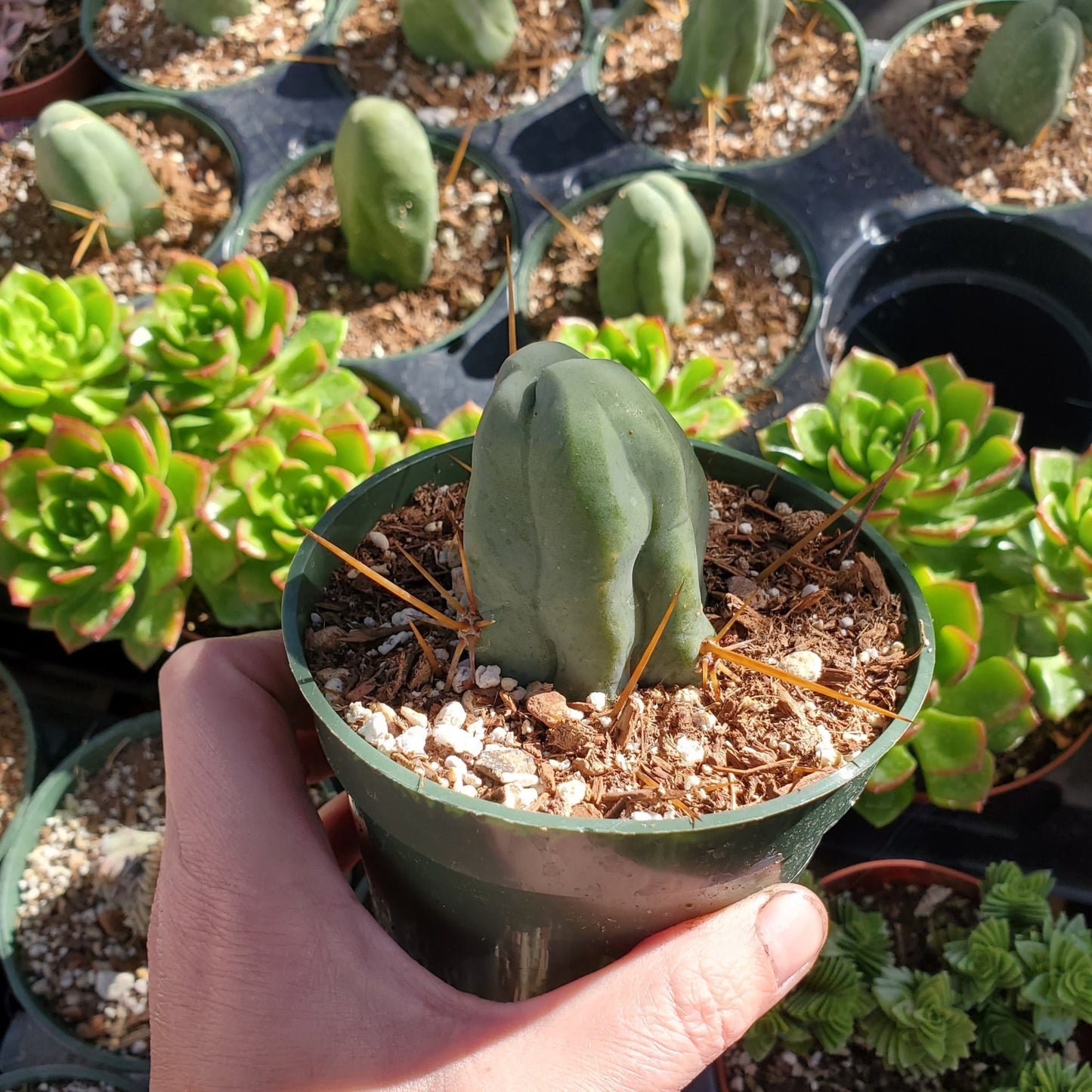 Trichocereus bridgesii monstrose 'Penis Cactus'