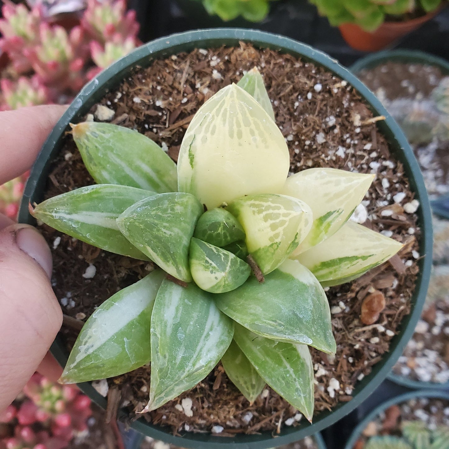 Haworthia cymbiformis variegata