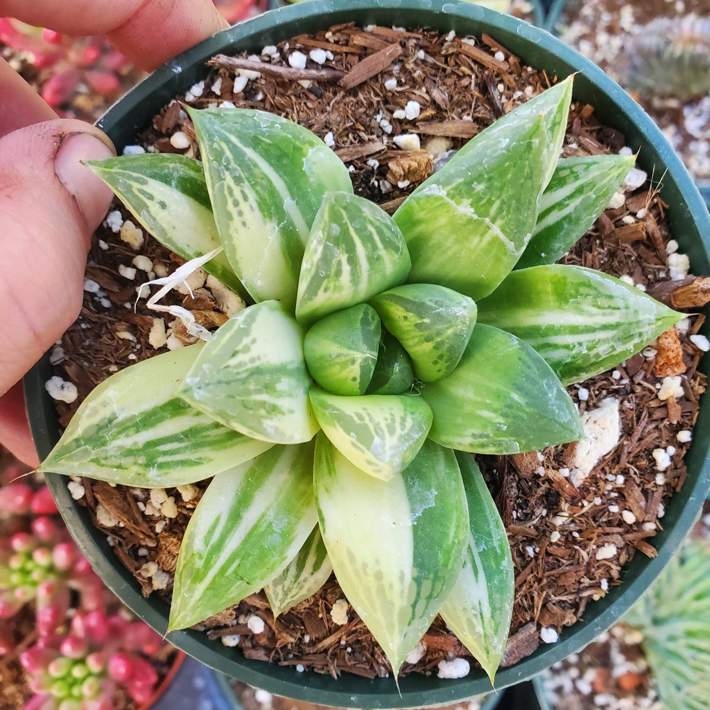 Haworthia cymbiformis variegata