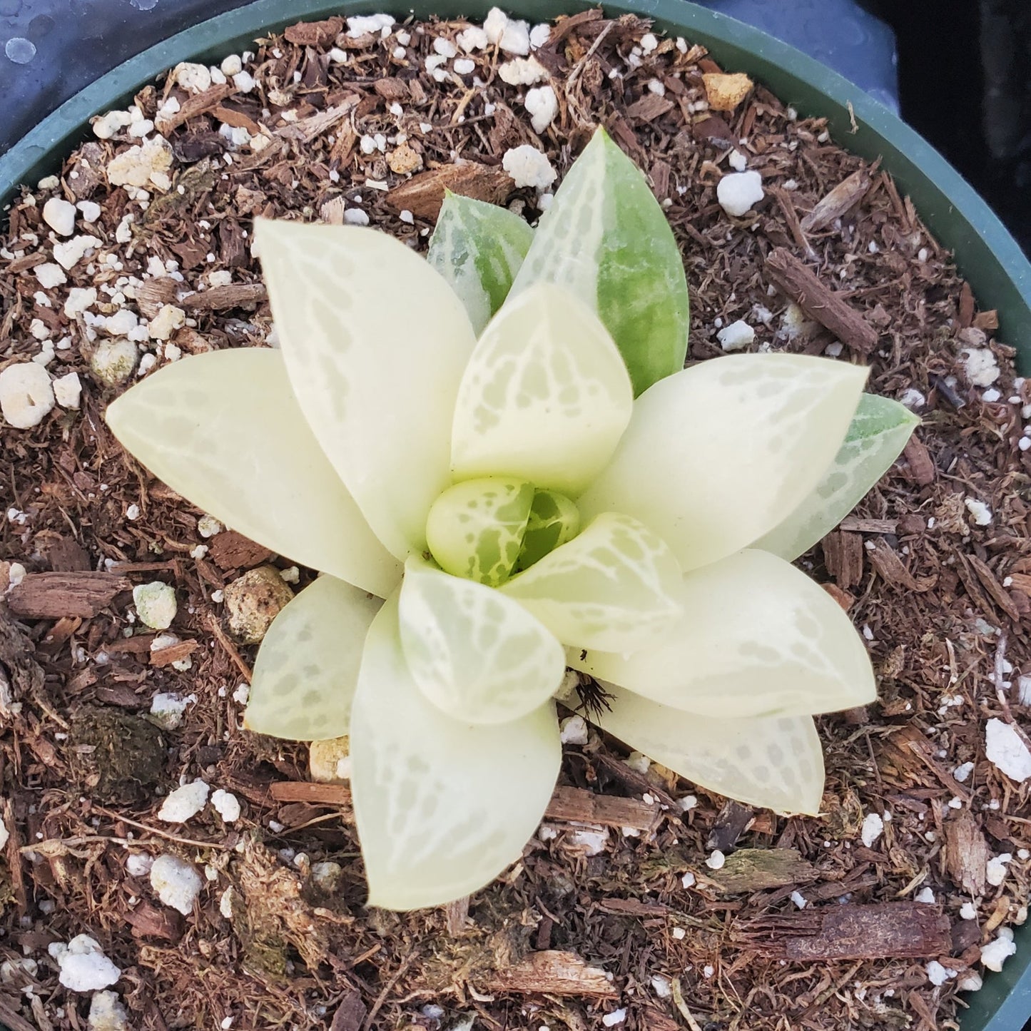 Haworthia cymbiformis variegata