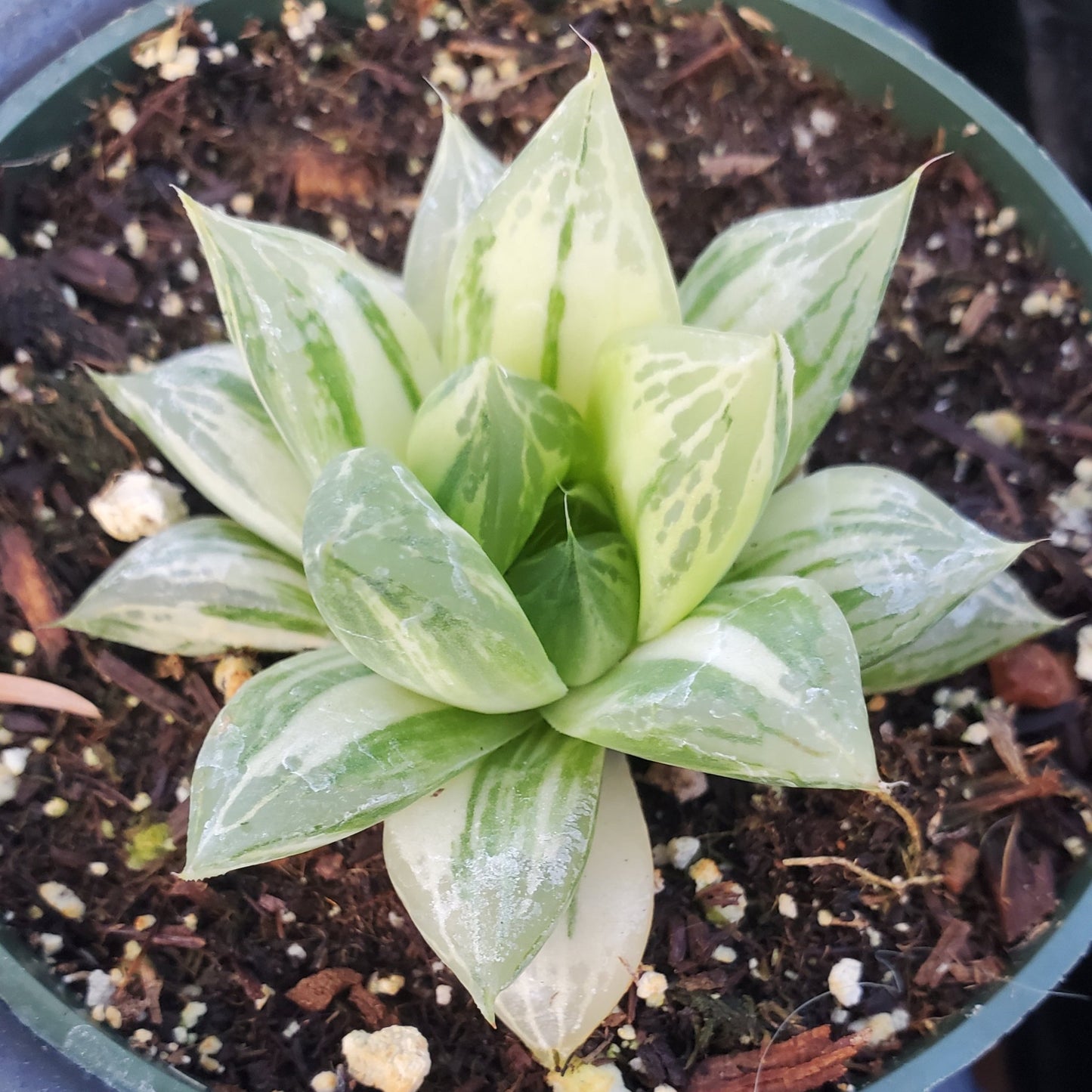 Haworthia cymbiformis variegata