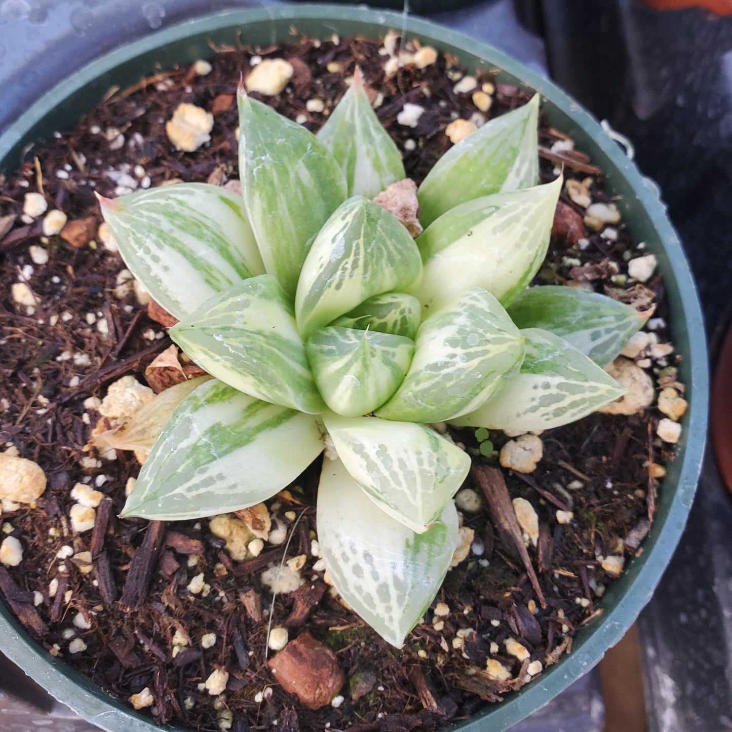 Haworthia cymbiformis variegata